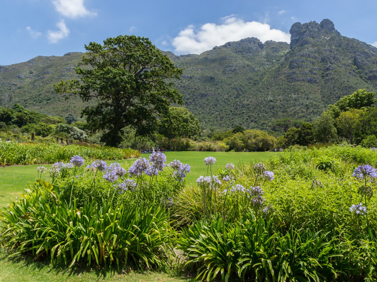 Kirstenbosch botanical gardens