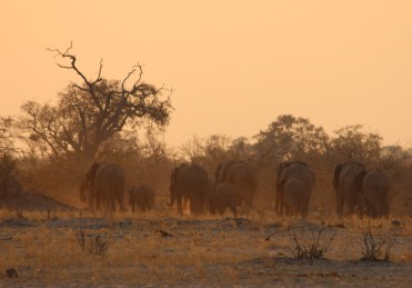 57_Elephants_retreating_evening_light_dust