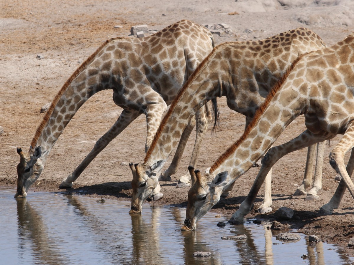Etosha NP