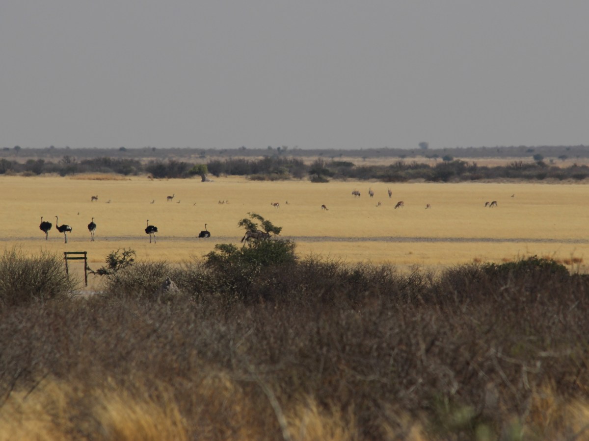 Central Kalahari Game Reserve&nbsp;(CKGR)
