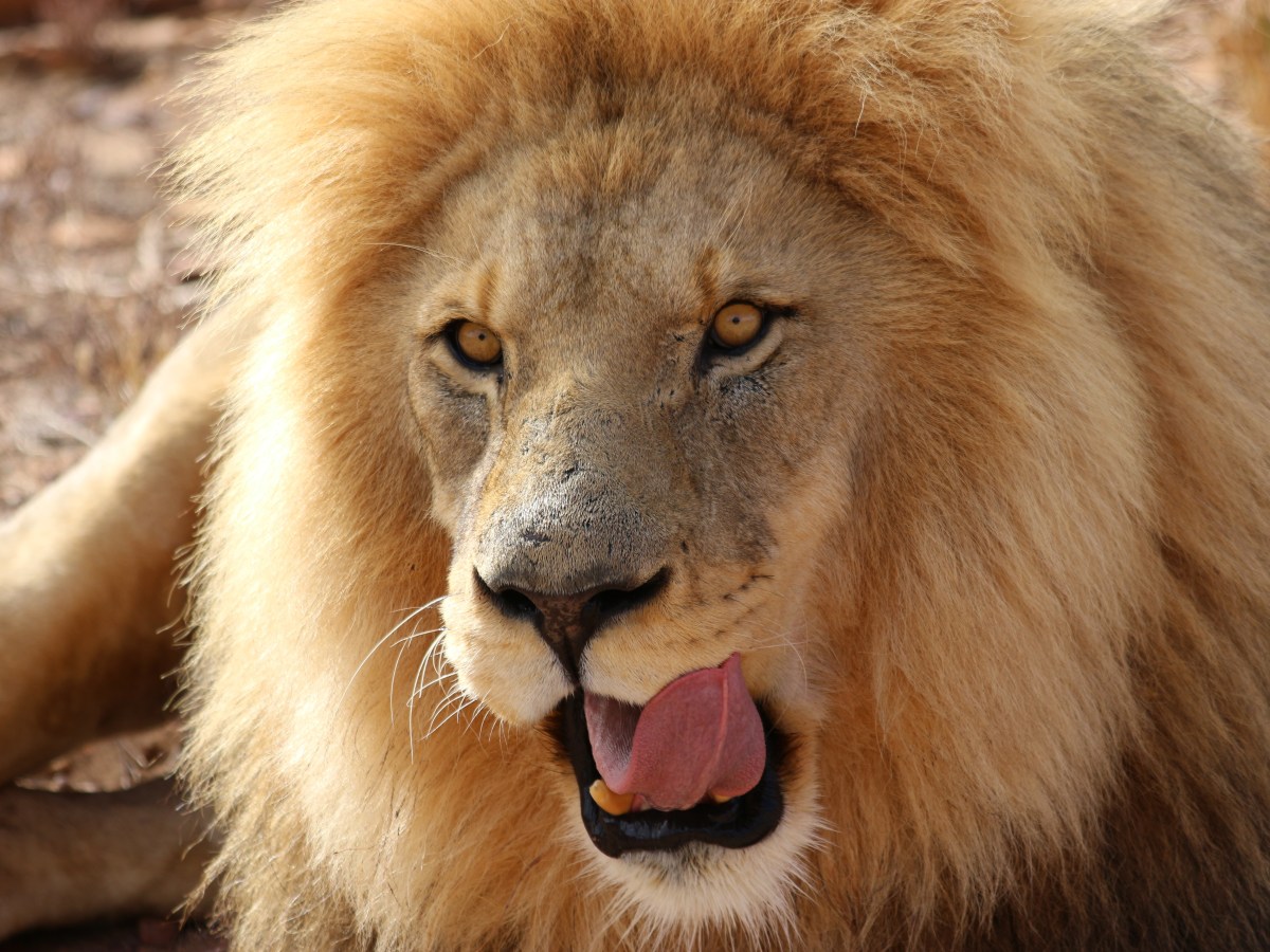 Big5 op de&nbsp;Westkaap