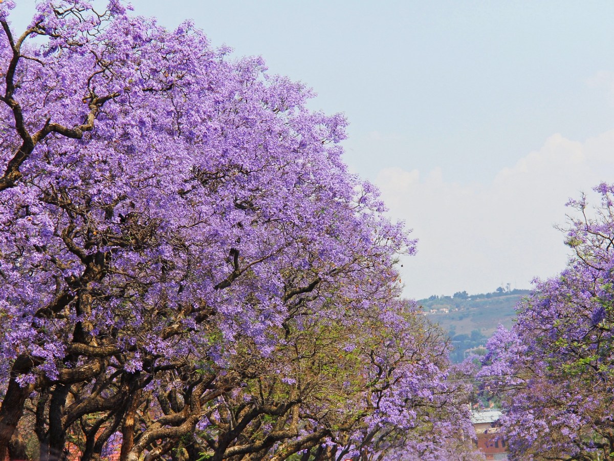 Pretoria