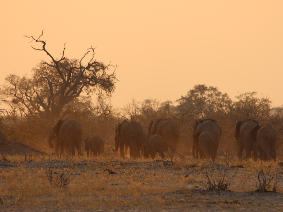 Prachtige natuur van Botswana (16&nbsp;dagen)