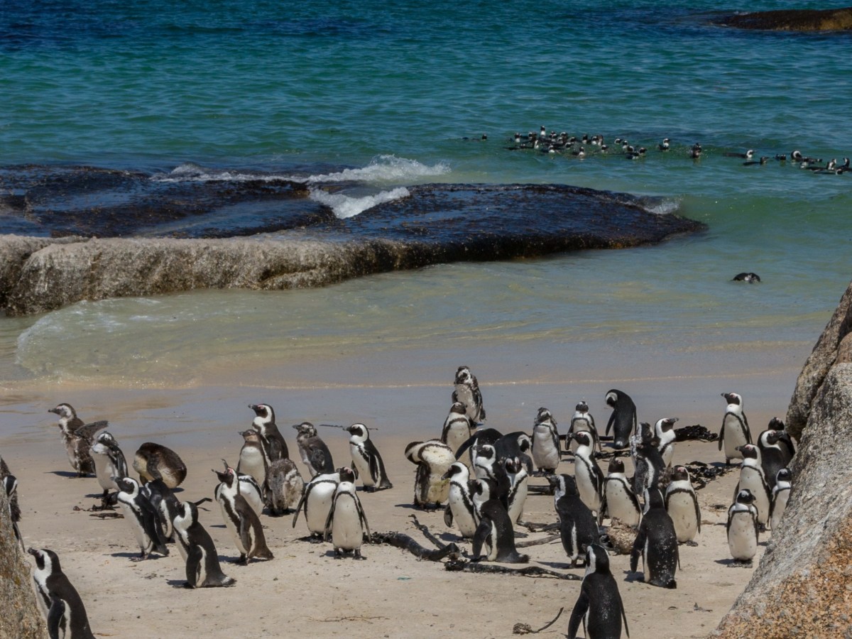 Boulders beach